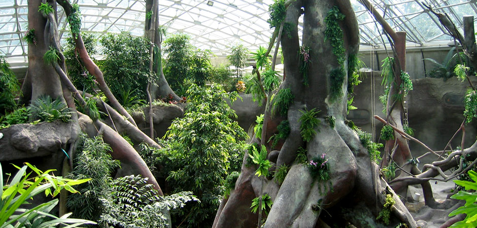 Indonéská džungle