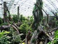 Indonéská džungle