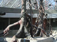 Holé stromy před dokončením