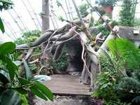 Džungle osázená živou zelení